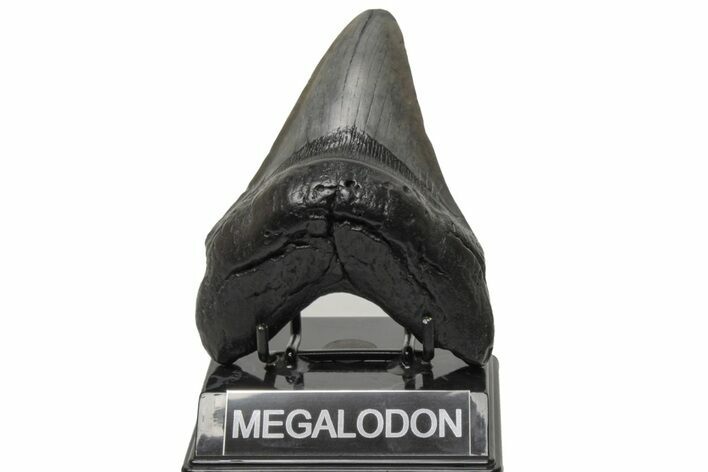 Fossil Megalodon Tooth - South Carolina #214733